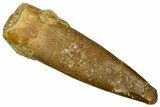 Fossil Plesiosaur (Zarafasaura) Tooth - Morocco #369989-1